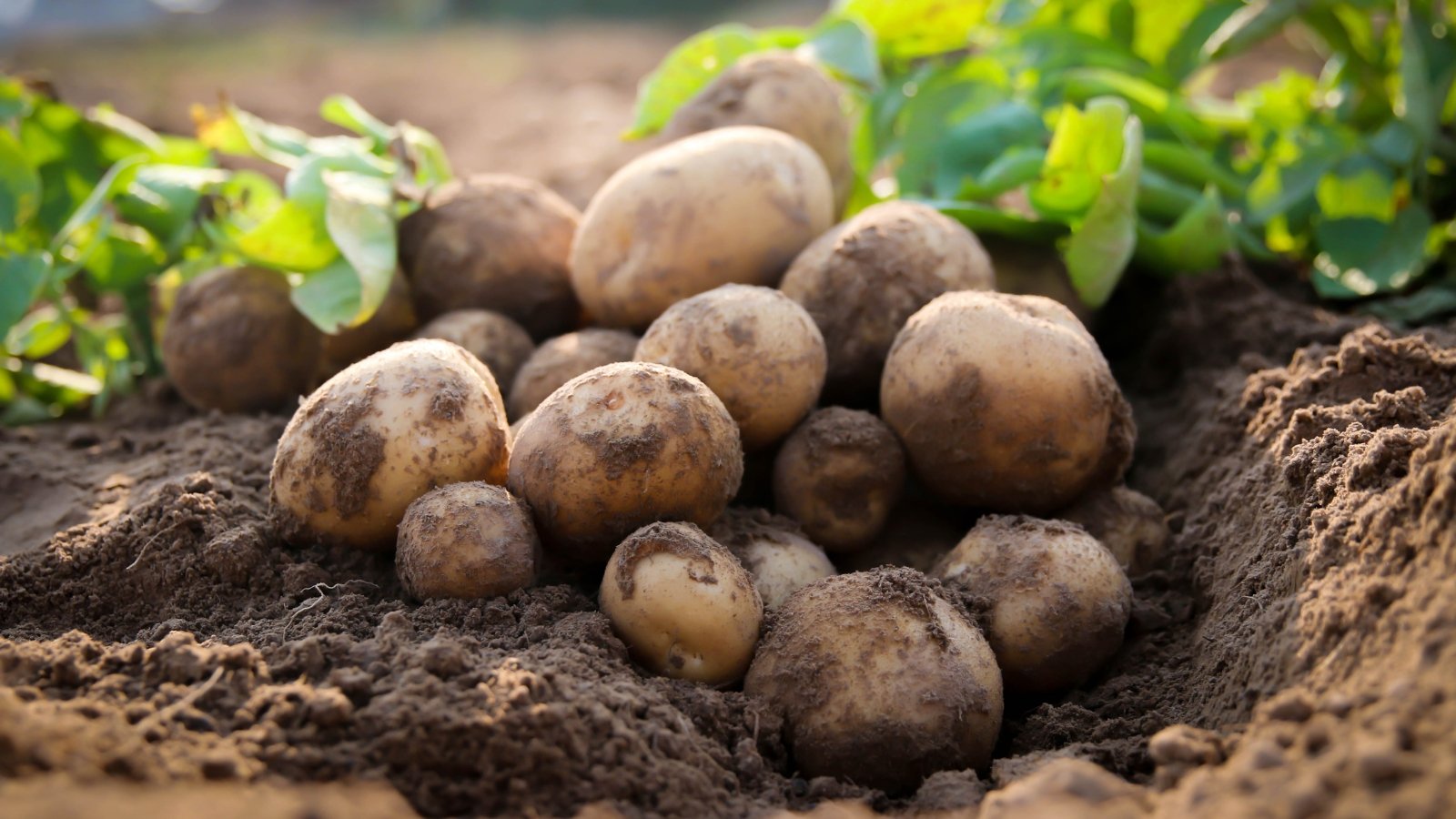 A cluster of Colomba potatoes rests atop nutrient-rich brown soil, their skins adorned with remnants of earth. In the background, green leaves provide a backdrop, hinting at the flourishing growth of the surrounding environment.