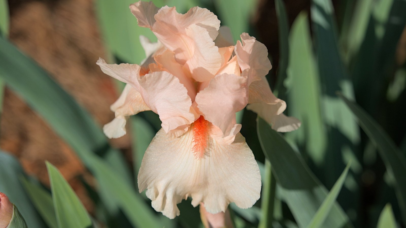 A soft peach-pink bloom with gently ruffled, upright petals and gracefully downturned petals below, highlighted by a fuzzy golden-peach streak.