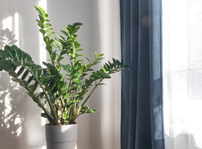 A gray pot cradles a ZZ plant, adding greenery to a bright white corner. Nearby, a window adorned with billowy white and blue curtains invites gentle daylight into the room, creating a serene atmosphere.