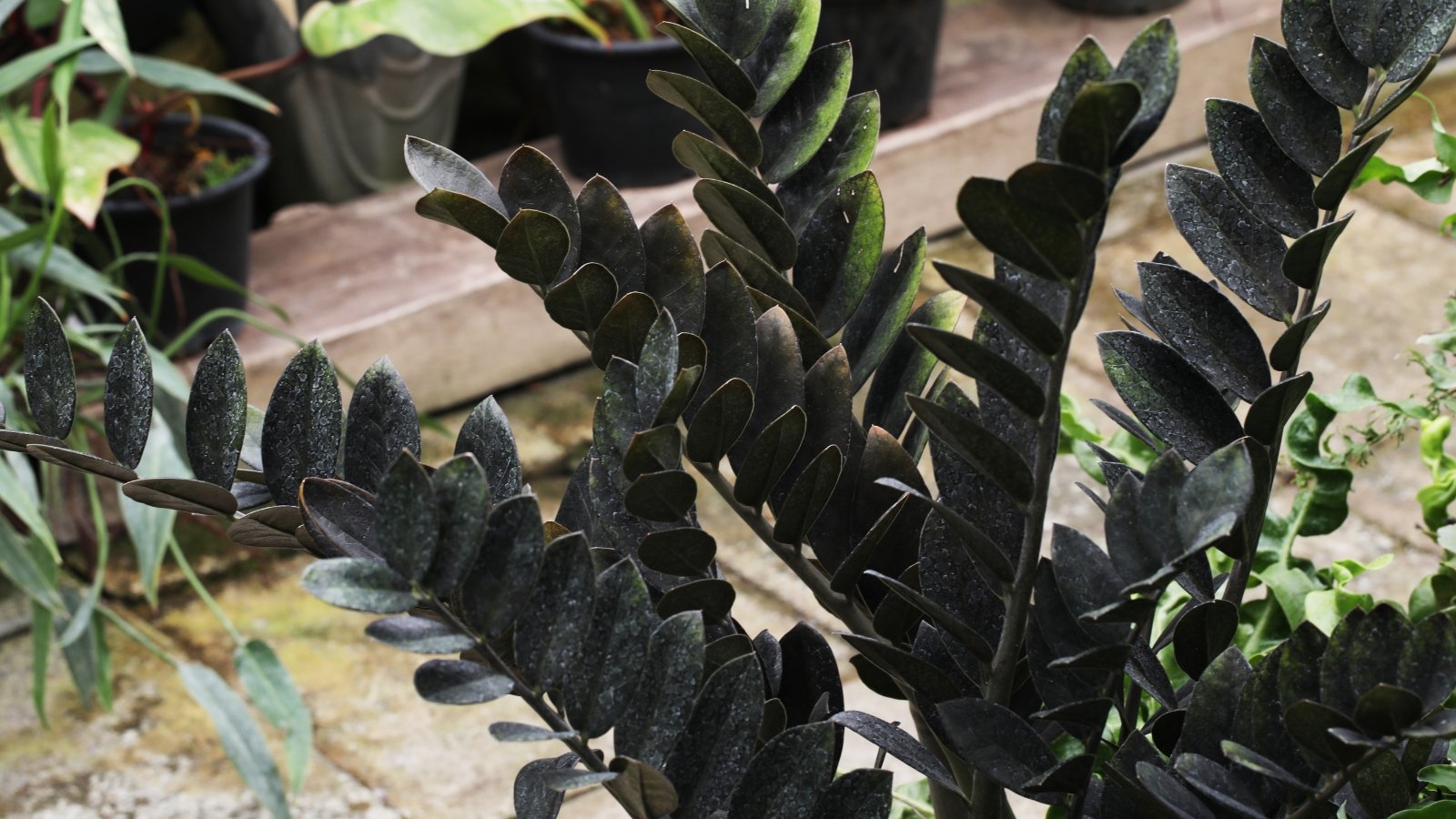 Glossy, almost-black leaves with a smooth, waxy finish grow upright from thick, fleshy stems.
