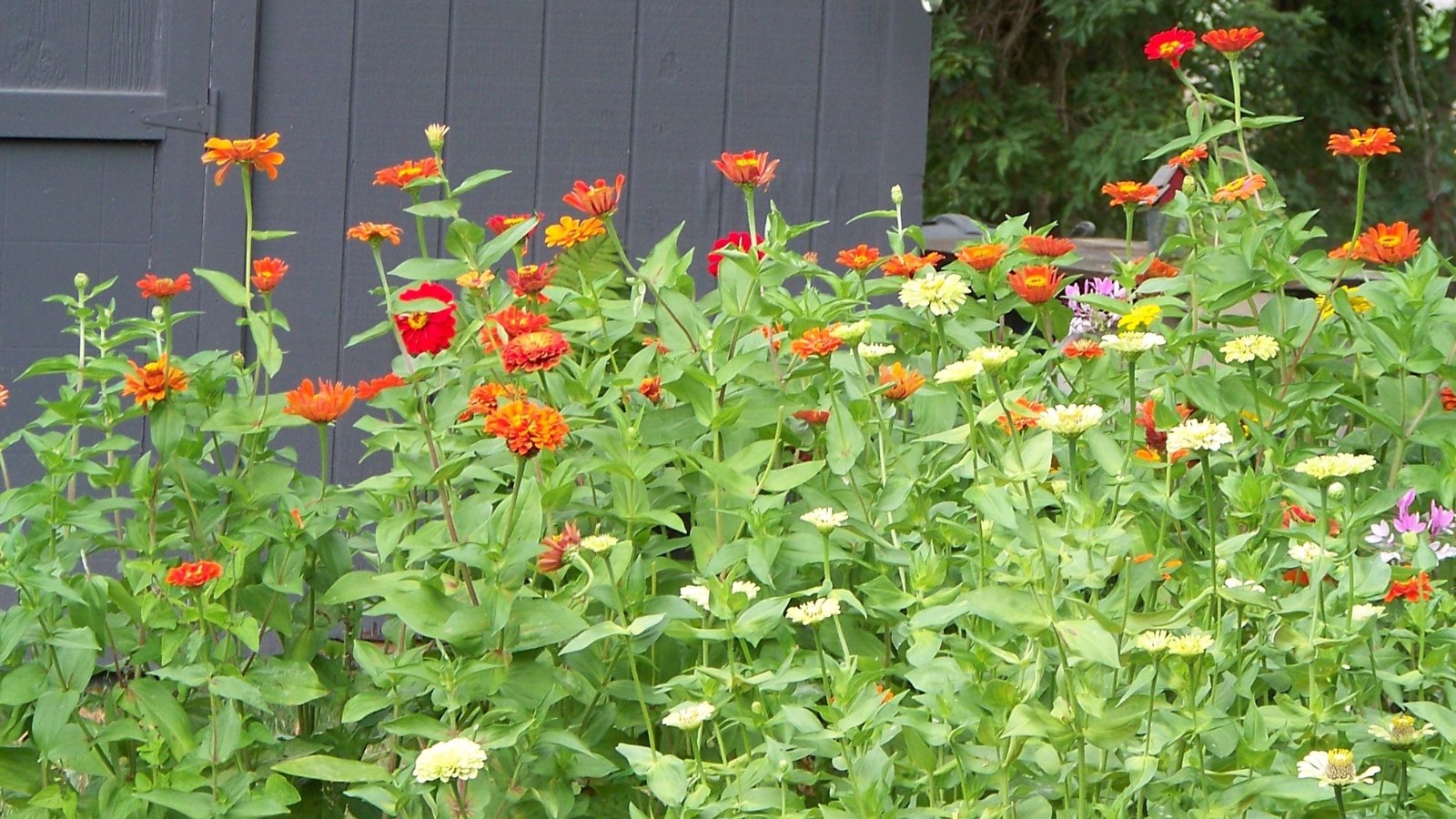  Vibrant red and orange zinnia flowers in full bloom, standing tall amidst dense green foliage.