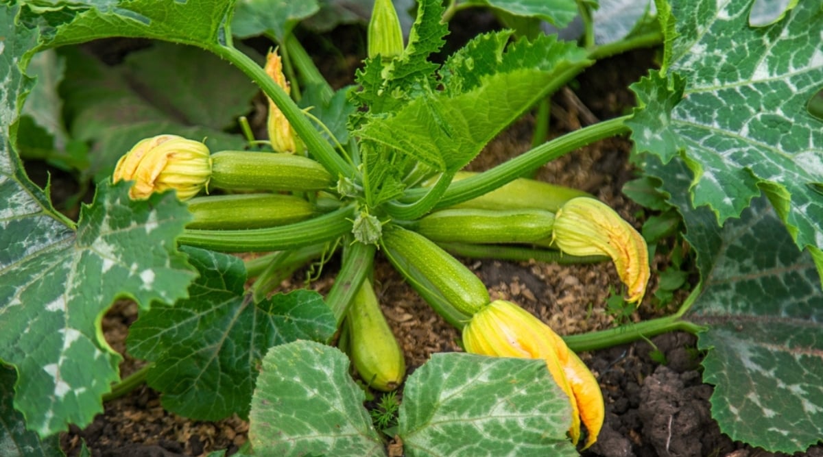 Several long green fruits emerging from the center of a plant that has thick, sturdy, curving stems with large ruffled leaves on the ends of them. Large, yellow, and slightly wilting flowers emerge from the ends of about half of these green fruits.